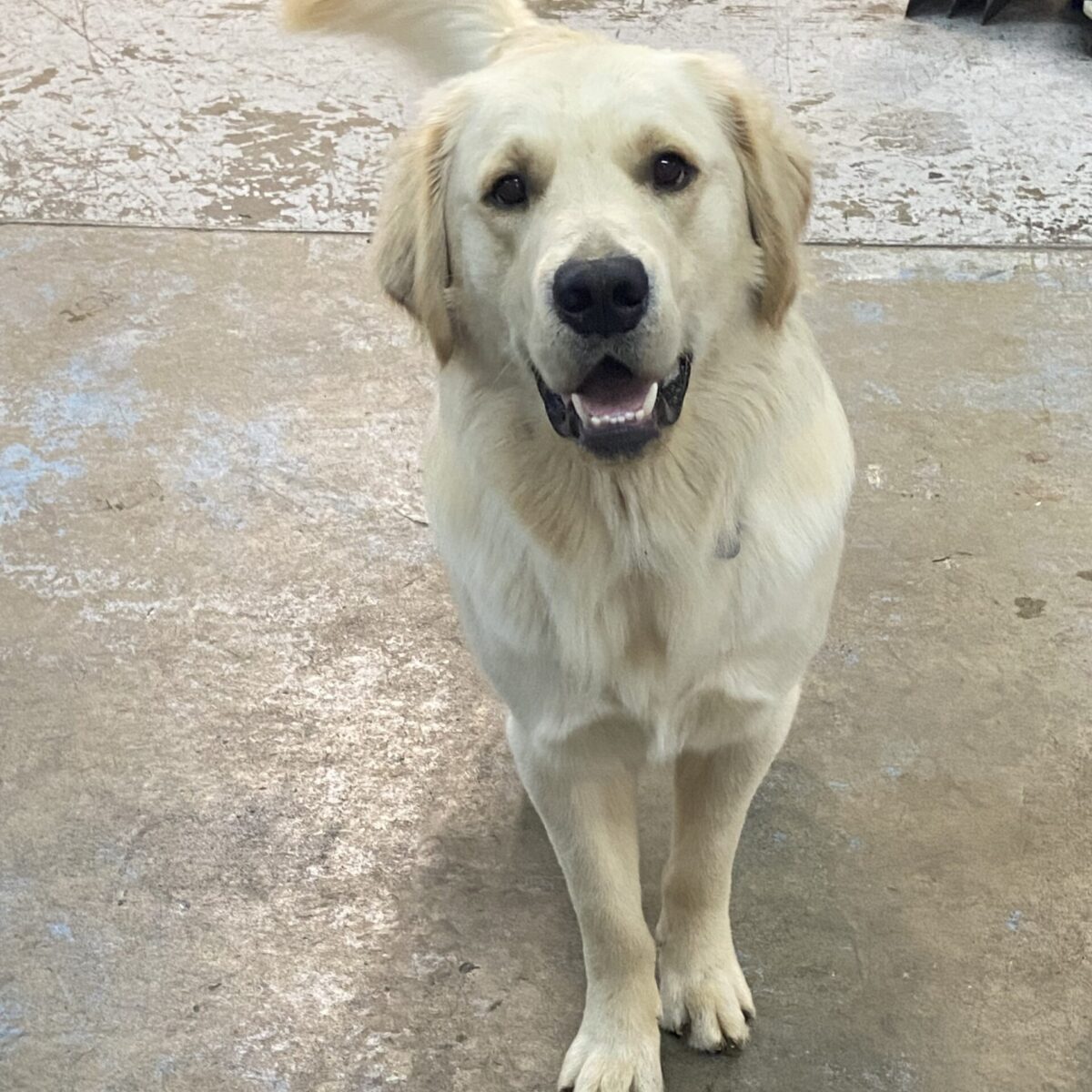 About - Smitty's Motorsports